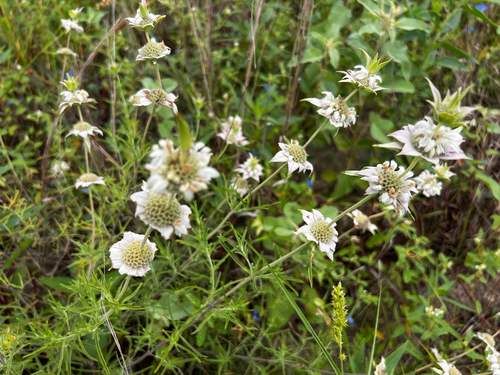 Monarda fruticulosa, photograph 2