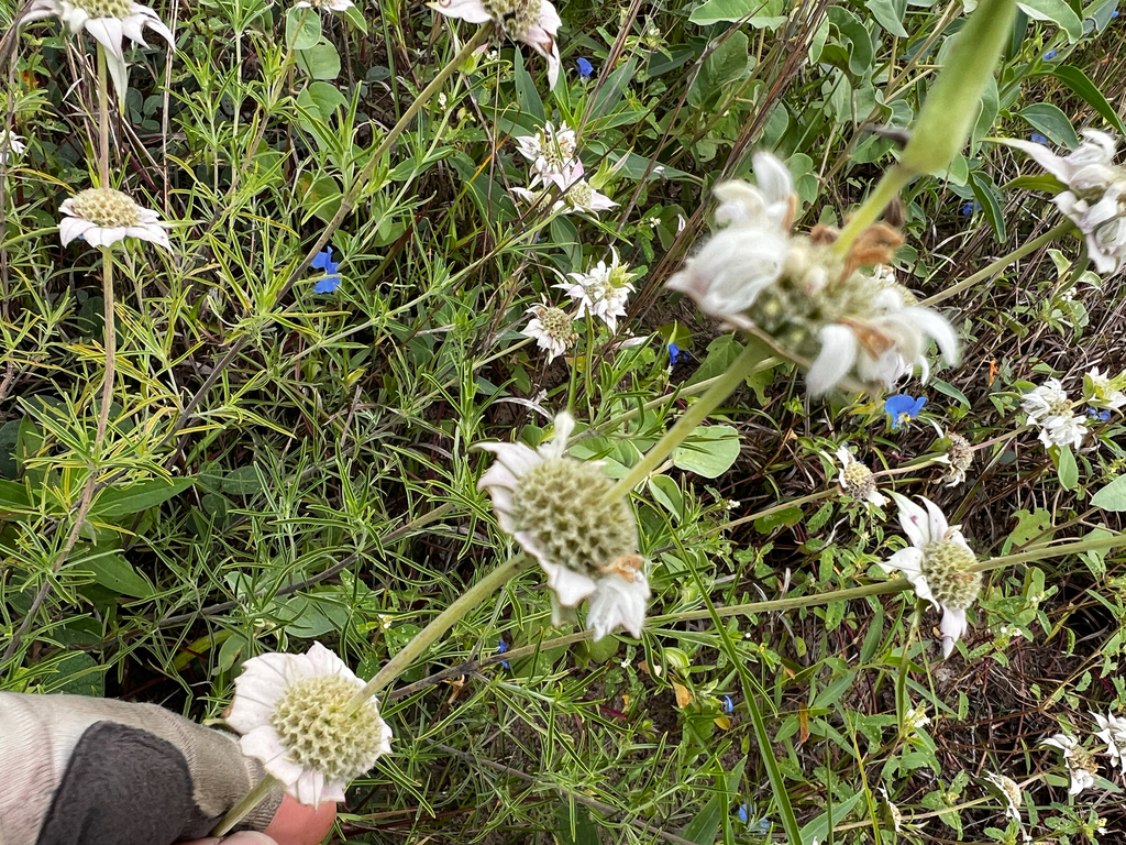 Monarda fruticulosa; photograph (c) Clifton Ladd, C.W.B., some rights reserved (CC BY)