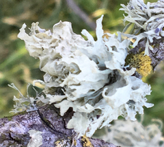 Ramalina canariensis