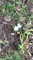 Claytonia virginica