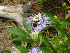 Xylocopa virginica image