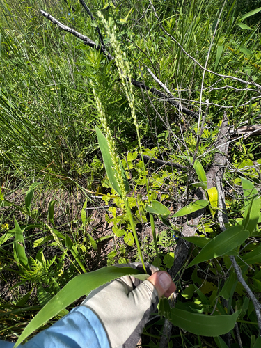 Urochloa texana, photograph 6