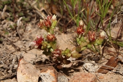 Sedum napiferum