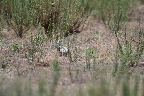 Nelson's Antelope Squirrel observed by artfox14
