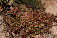 Sedum napiferum