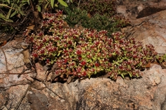 Sedum napiferum