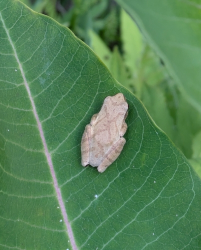 Spring Peeper photographed in West Virginia