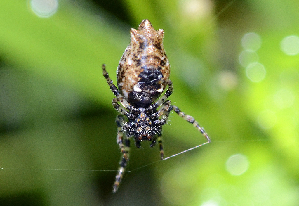 Oculate Garbage-line Web Spider