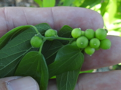 Celticecis oviformis