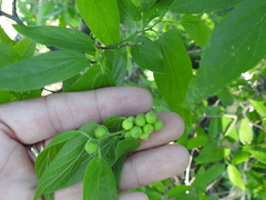 Celticecis oviformis