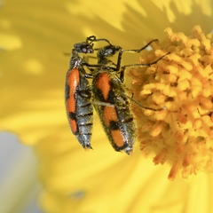 Eupompha elegans