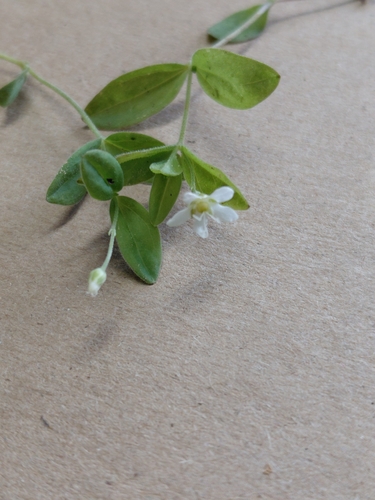bluntleaf sandwort