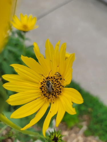 Spotted Cucumber Beetle