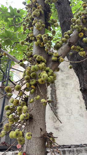 Ficus hispida, photograph 4