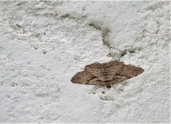 Peribatodes correptaria