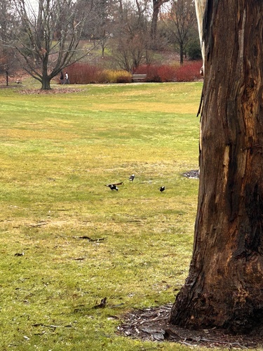 Australian Magpie