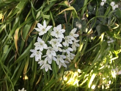 Allium neapolitanum