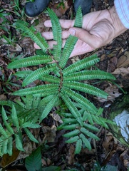 Adiantum pulverulentum
