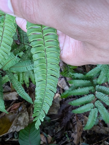 Adiantum pulverulentum, photograph 2