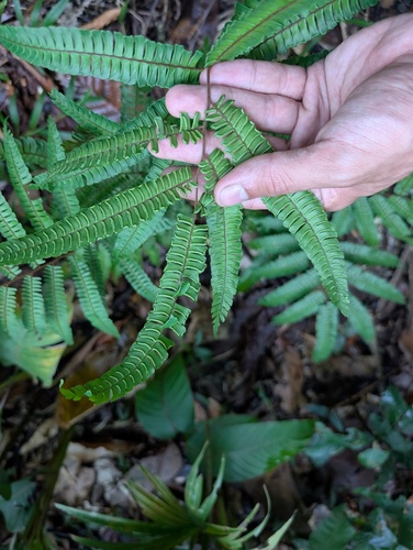 Adiantum pulverulentum, photograph 3
