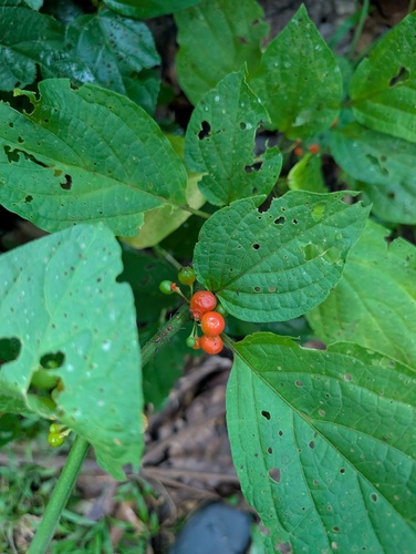 Witheringia solanacea, photograph 5