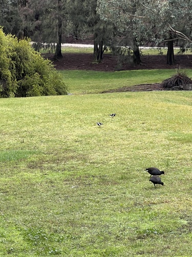Dusky Moorhen