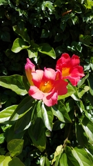 Amphilophium buccinatorium