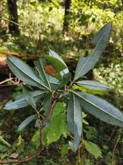 Comarostaphylis discolor