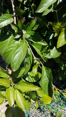 Amphilophium buccinatorium