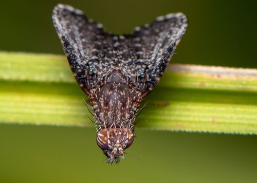 Eutreta rotundipennis photo 4