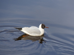 Chroicocephalus ridibundus