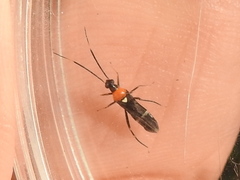 Pseudoxenetus regalis