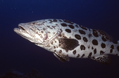 Epinephelus tukula