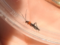 Pseudoxenetus regalis