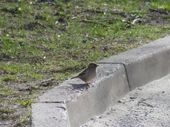 Passer domesticus