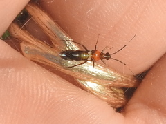 Pseudoxenetus regalis