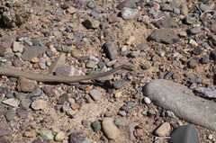 Psammophis lineolatus