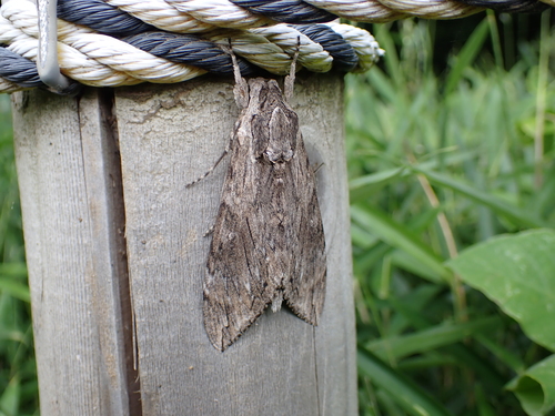 Convolvulus Hawkmoth