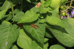 Parhelophilus laetus