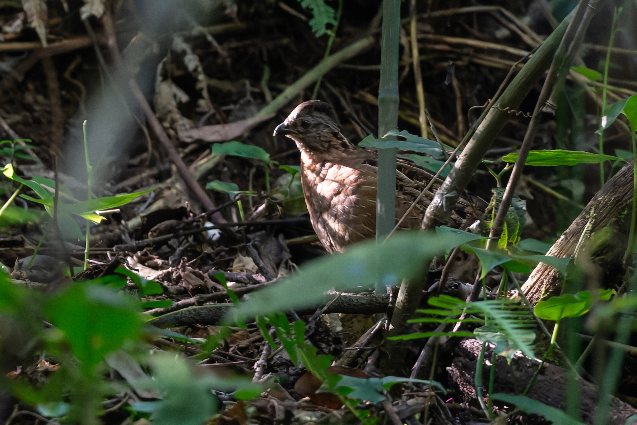Singing Quail (Dactylortyx thoracicus), photo 9
