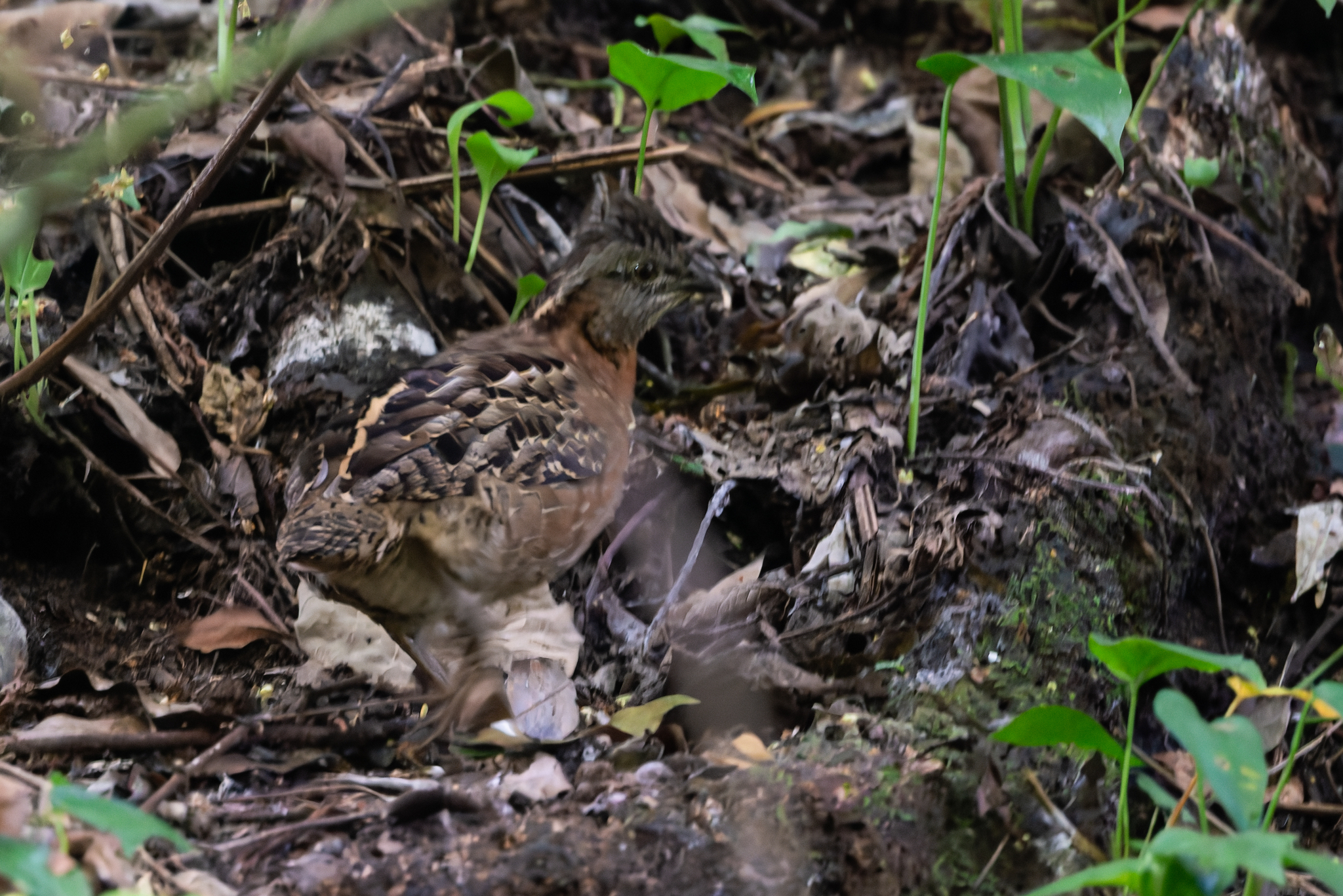 Singing Quail (Dactylortyx thoracicus), photo 8