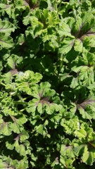 Pelargonium tomentosum