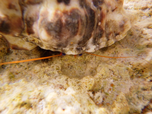 Clibanarius corallinus observed 2026-06-19