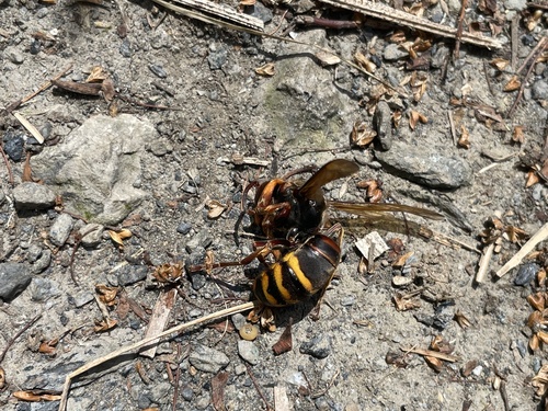 Vespa crabro flavofasciata