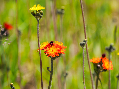 orange hawkweed