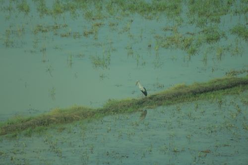 Asian Openbill