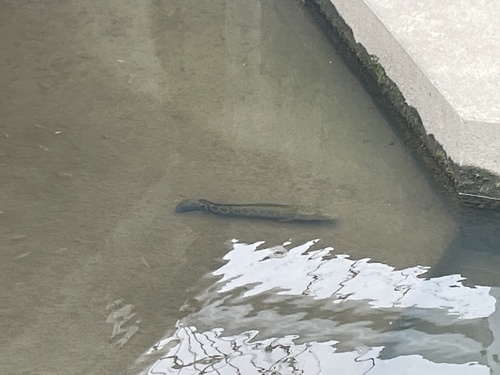 Northern Snakehead