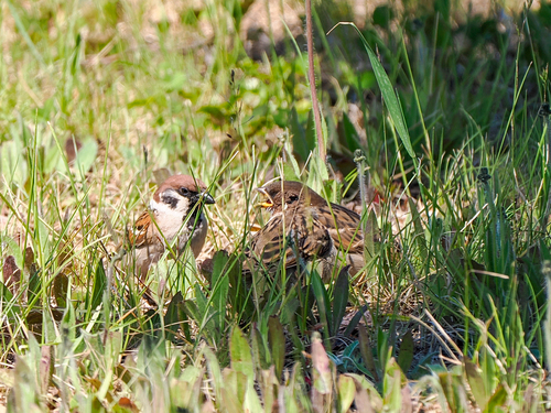 Eurasian Tree Sparrow