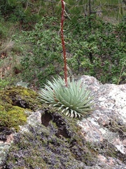 Agave rzedowskiana