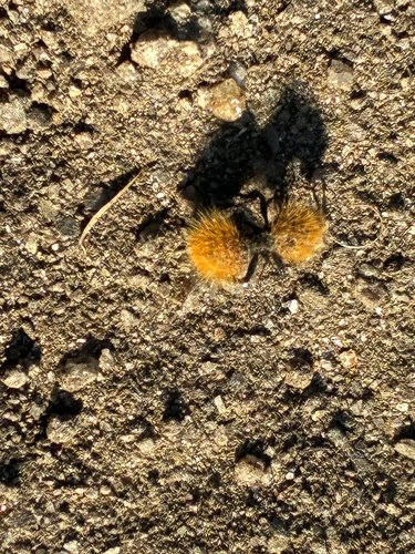 iNaturalist observation photo of Dasymutilla